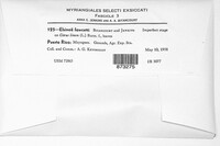Elsinoe fawcettii image
